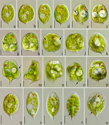 探秘衣藻：一种“布满光伏”的新型生物