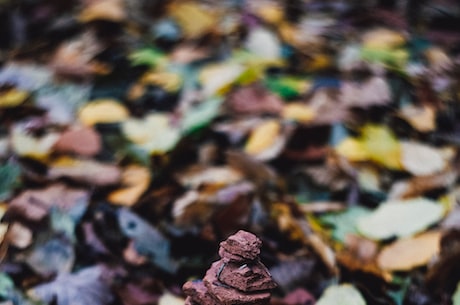 一帆风顺花图片(一帆风顺花图片——寓意吉祥，传承中华文化)