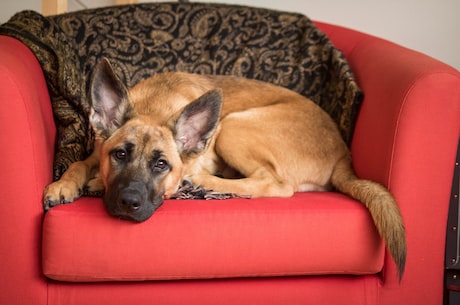 东德牧羊犬(深入认识东德牧羊犬：让你了解它的神秘过去)