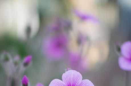 桃花图片(观赏桃花图片 让我们感受初春的美好)