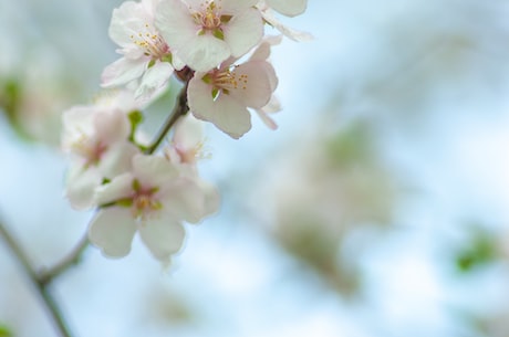 梅花(梅花的芬芳)