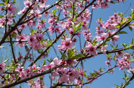 梨花颂歌词(梨花颂歌词：梨花飘香满洛阳，独自思念总归伤)