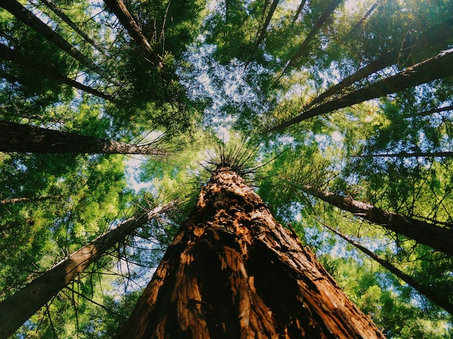 探寻明堂红木的魅力之所在