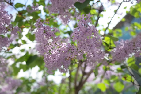 梨花颂歌词(梨花颂歌词：梨花飘香满洛阳，独自思念总归伤)