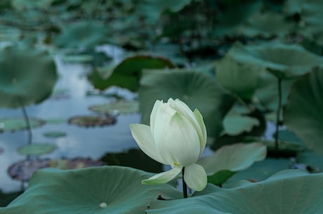 山东合村并居, 时间倒流 资源变宝贝