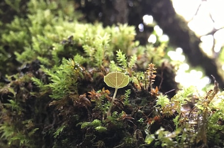 珍重主人心 自己的同胞正在遭受苦难