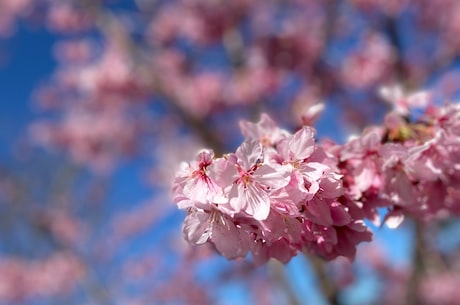 青花瓷图片(【青花瓷图片】教你如何欣赏青花瓷之美)