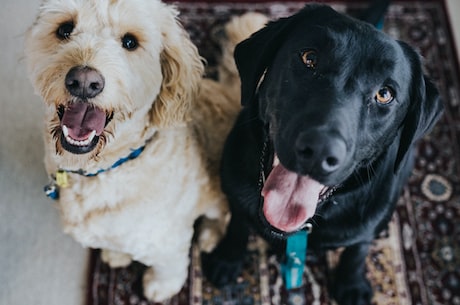 巨型犬(了解巨型犬：世界上最大的犬种)