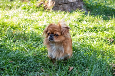 兰伯格獒犬(了解兰伯格獒犬：这个獒犬的可爱与野性并存)