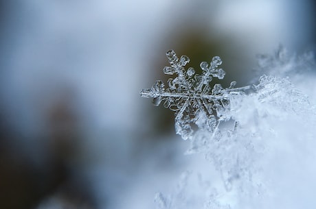 雪地松鼠(雪地松鼠：高居雪山之巅的神兽)