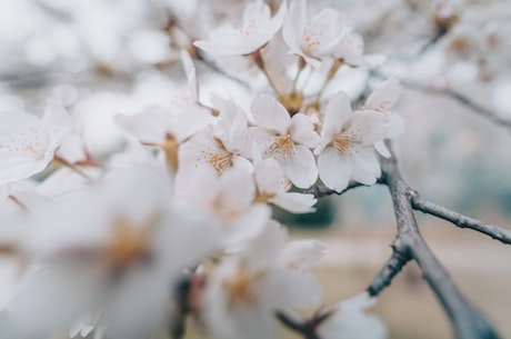 柳暗花明又一村的意思(柳暗花明又一村——探寻中国的乡村振兴之路)