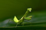 非洲民间故事(非洲民间故事：昆虫领袖的智慧)