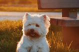 北京犬(独居老人的最佳伴侣，北京犬来袭)