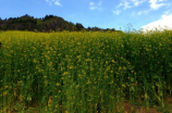 曹雪芹红豆词(曹雪芹红豆词：中国文学史上的珍品)