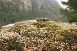 苔古诗(红楼梦中的苔古诗，你知道是哪首吗？)