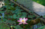 繁花嫩叶(繁花嫩叶：自然界的艳丽与生命的脆弱)