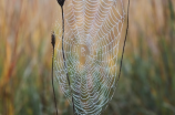 spiderweb(迷人的蜘蛛网景象)