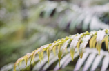 热带雨林的作用：维护生态平衡的重要支撑