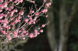 凌霄花花语(凌霄花花语：绝美花卉的花言花语)