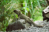 tuatara(来看看这种距今2亿年的古生物tuatara长什么样)